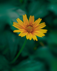 macro yellow flower in garden
