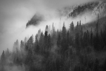 Fototapeta premium Gęsta mgła pokrywająca wiecznie zielony las