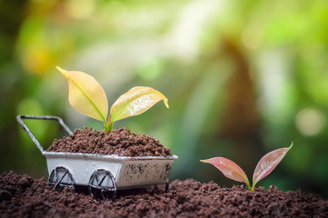 Plants growing up on wheel barrow