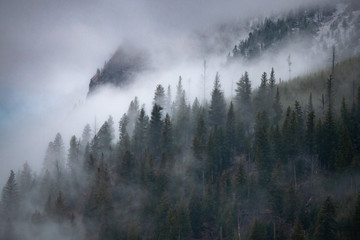 Brouillard dense couvrant une forêt à feuilles persistantes