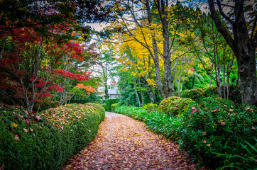 Autumn Gardens Mt Wilson NSW Australia