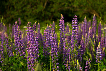 Purple lupins in a field against a background of trees of the forest. Glade of spring flowers. Beautiful background