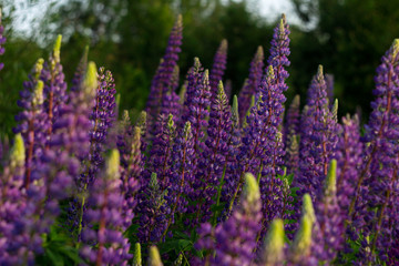 Obraz premium Purple lupins in a field against a background of trees of the forest. Glade of spring flowers. Beautiful background