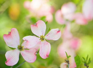 Beautiful pink flowering dogwood blossoms