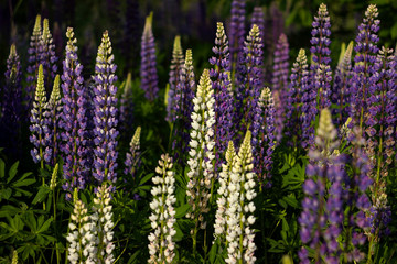 Purple and white lupins in a field against the backdrop of the forest. Glade of spring flowers. Beautiful background