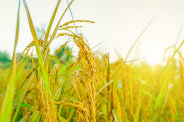 Rice in rice is waiting for harvesting in rice fields in Thailand.