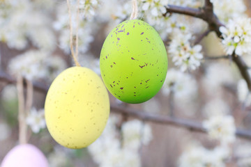 Easter eggs hanging on blooming cherry tree in the garden.