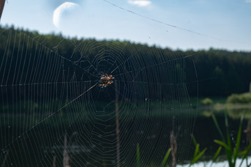 Spider on a spider on a lake in summer