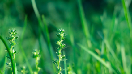 Green grass, lawn close-up. Green vegetative macro background, blur bokeh. Sunlight, spring morning, summer.