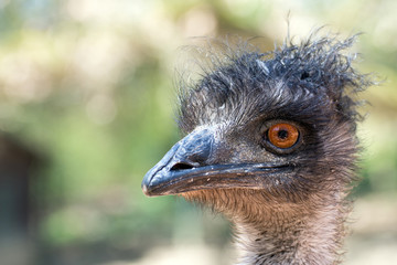 Emu (Dromaius novaehollandiae) - 270528160