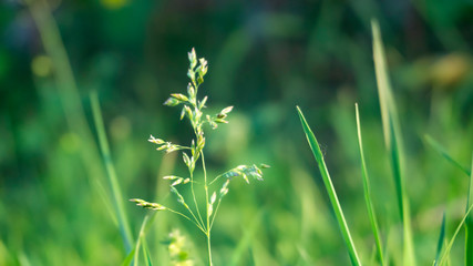 Green grass, lawn close-up. Green vegetative macro background, blur bokeh. Sunlight, spring morning, summer.