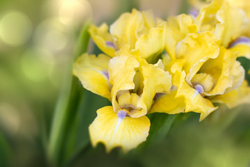 Obraz na płótnie Canvas Beautiful yellow iris flower - nature spring Sunny background. Soft focus with bokeh . Iris is a perennial coastal herb of the genus iris (Iris)