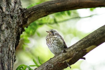 Chick-fledglings of the thrush on a branch of larch. Young mistle thrush stood for masking.