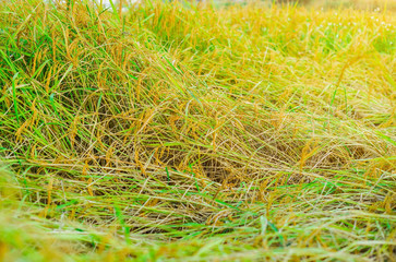 field of wheat, Rice in the field waiting for harvest., Paddy fields with sunlight, Rice field with sunlight in Thailand