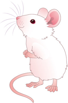 実験動物 Images Browse 187 Stock Photos Vectors And Video Adobe Stock