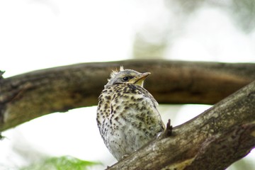 Chick-fledglings of the thrush on a branch of larch. Young mistle thrush stood for masking.