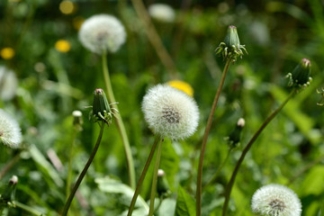 Ripe dandelion flower in the green grass on the summer lawn