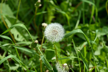 Ripe dandelion flower in the green grass on the summer lawn