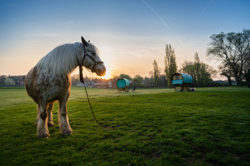 horse in field at dawn with gypsy caravans in rural UK village