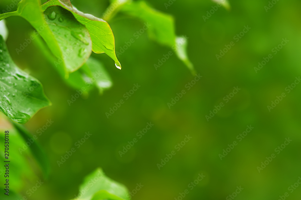 Wall mural a drop of rain on a leaf of a tree. macro. a drop of rain and leaves of a tree on a blurred bokeh ba