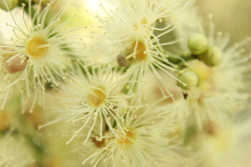 Closeup macro of Small fragrant flower bud and open flowers of Syzygium cumini, commonly known as Malabar plum, Java plum or black plum on branch.