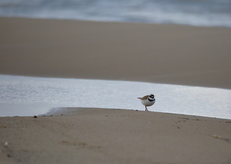 bird on the beach, Common ringed plover, in Latin named Charadrius hiaticula