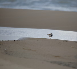 Common ringed plover, in latin Charadrius hiaticula, on beach