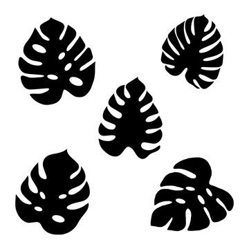 Set of Mostera Leaves on the white background. Mostera Leaves silhouette . Vector EPS 10.