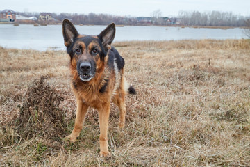 Dog German Shepherd outdoors in an autumn