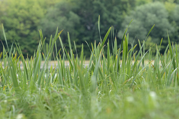 Green sedge on the background of trees and water close-up. Natural background