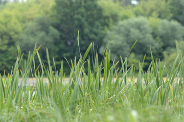 Green sedge on the background of trees and water close-up. Natural background