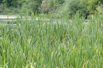 Green sedge on the background of trees and water close-up. Natural background