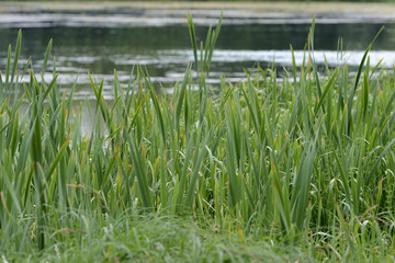 Green sedge on the background of trees and water close-up. Natural background