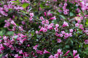 Dark Pink Weigela - beautiful flowering plant in the garden