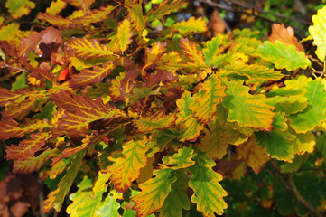colorful oak leaves on october morning