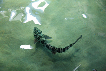 elevated view of close up swimming shark fish