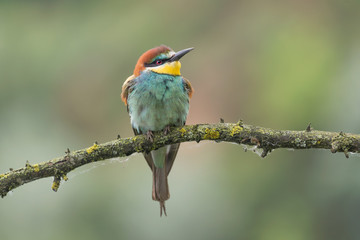 Portrait of Bee eater bird (Merops apiaster)