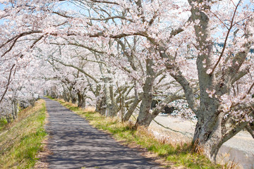 京都府和束町の桜のある風景　祝橋　
