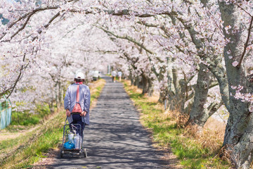 Obraz premium 京都府和束町の桜のある風景 祝橋