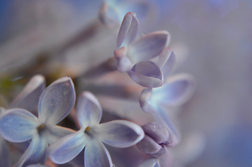 Obraz na płótnie Canvas Closeup of a lilac flowers with water drop on light purple-blue background.