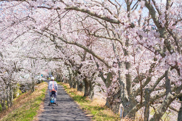 Obraz premium 京都府和束町の桜のある風景 祝橋