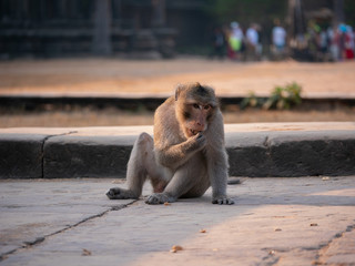 Macaque Monkey at Angkor Wat Temple, Cambodia