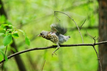 Chick-fledglings of the thrush on a branch of larch. Young mistle thrush stood for masking.