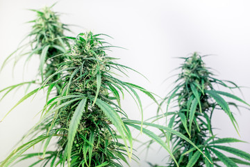 Cannabis sativa on white background