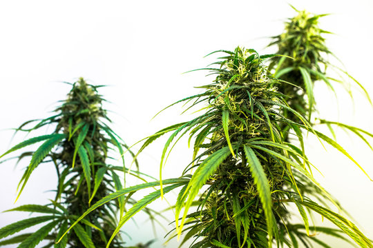 Cannabis sativa isolated on white