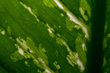 Close - up green leaves of dieffenbachia