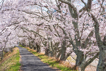 京都府和束町の桜のある風景 祝橋
