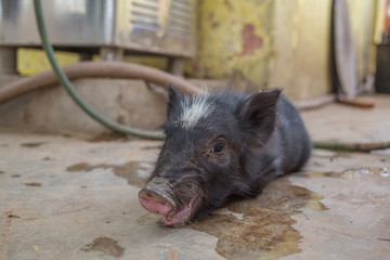 A small baby pig on the ground