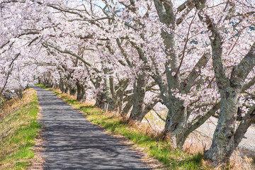 京都府和束町の桜のある風景　祝橋　茶畑　緑茶　抹茶