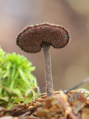 Auriscalpium vulgare, commonly known as the pinecone mushroom, the cone tooth, or the ear-pick fungus
